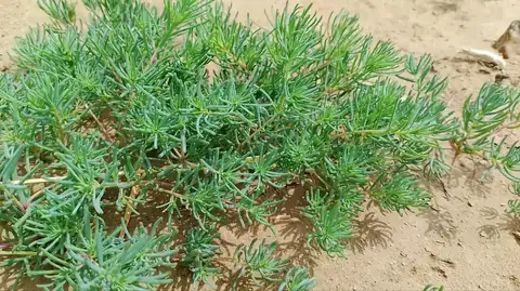 سمسور - سیاه‌شور مصری