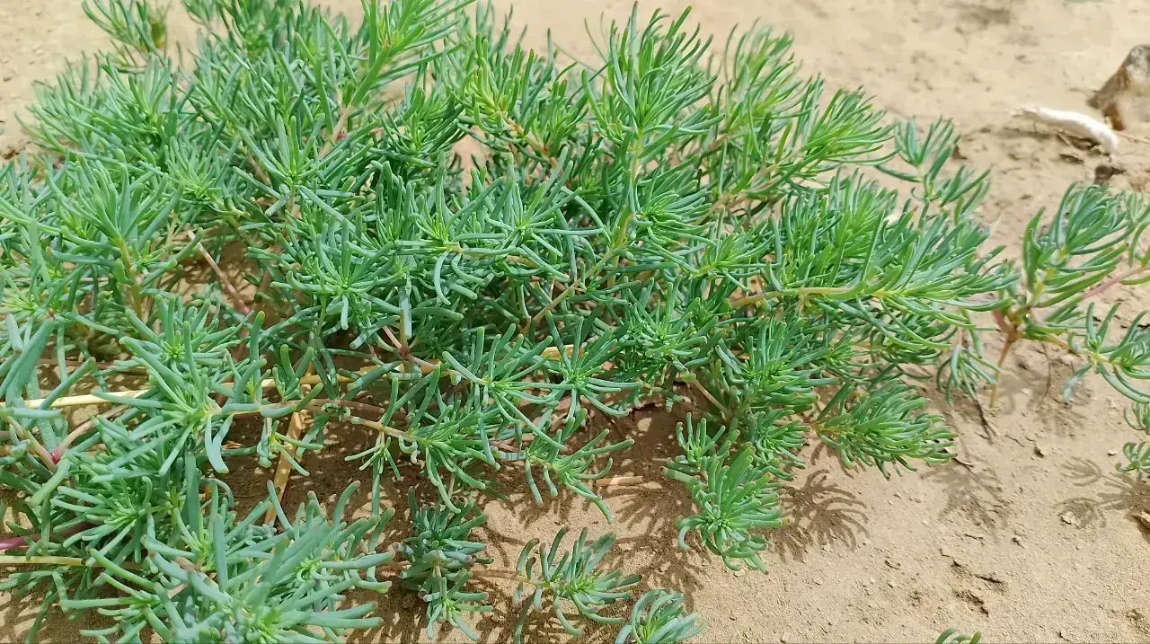 سمسور - سیاه‌شور مصری